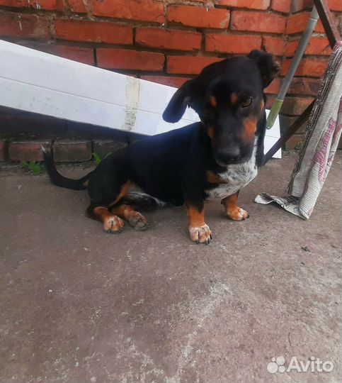 Такса в добрые руки