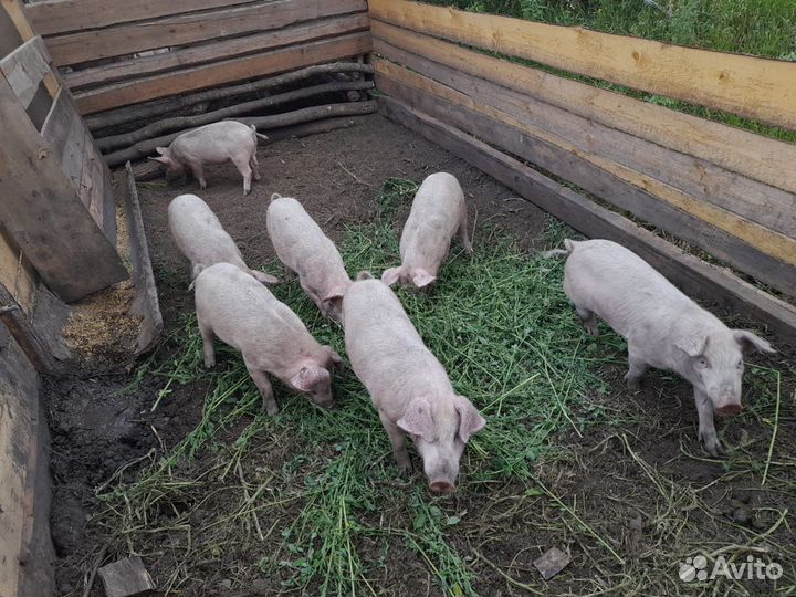 Поросята 3 месяца