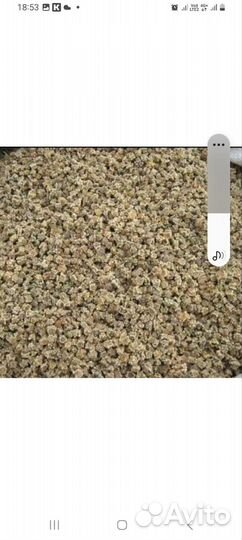 Семена кормовой свеклы