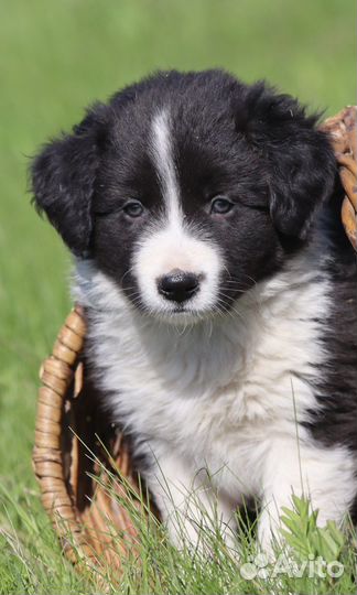 Бордер колли