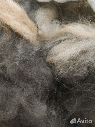 Собачья шерсть от тибетского мастифа