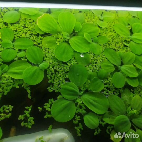 Валеснерия, пистия