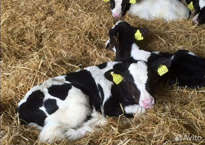 Холмогоры Голштины Бычок Теленок Телки
