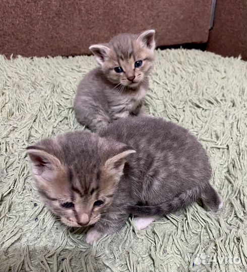 Котята в добрые руки даром