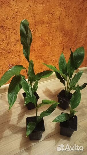 Спатифиллум даймонд