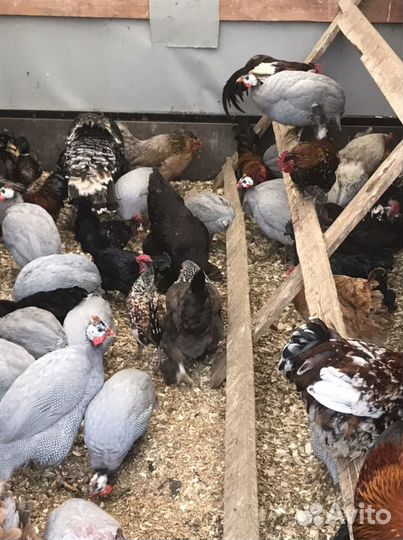 Петухи,Цесарки,Куры,Подсадные,Кролики