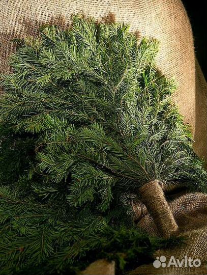 Свежие веники авито
