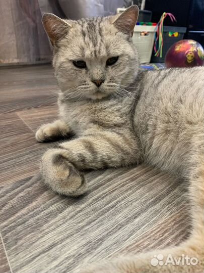 Шотландская