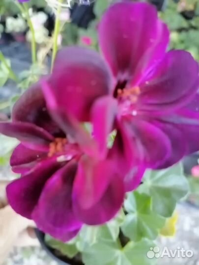 Герань и ипомея батат