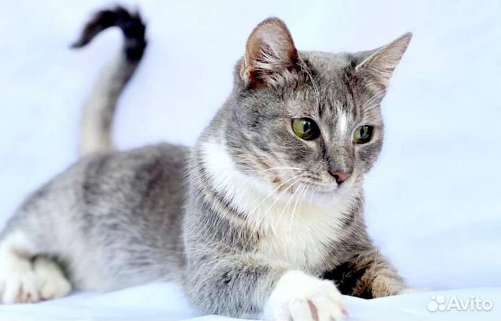 Кошку бросили