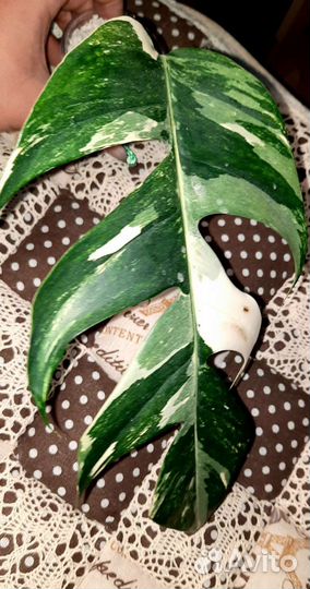 Эпипремнум,Моттлед Мохито, Имбре Вайт, Пинг Тонг