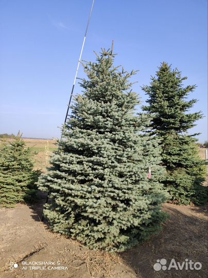 Ель голубая глаука