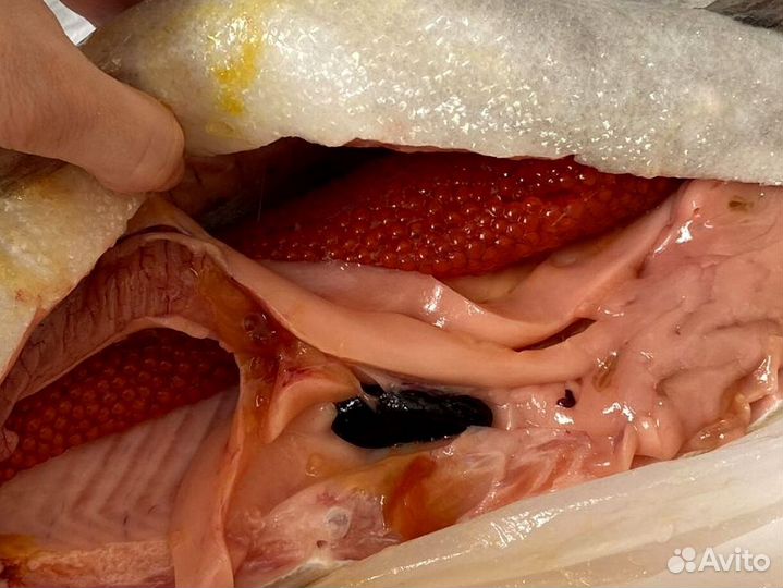 Форель Мурманская в розницу