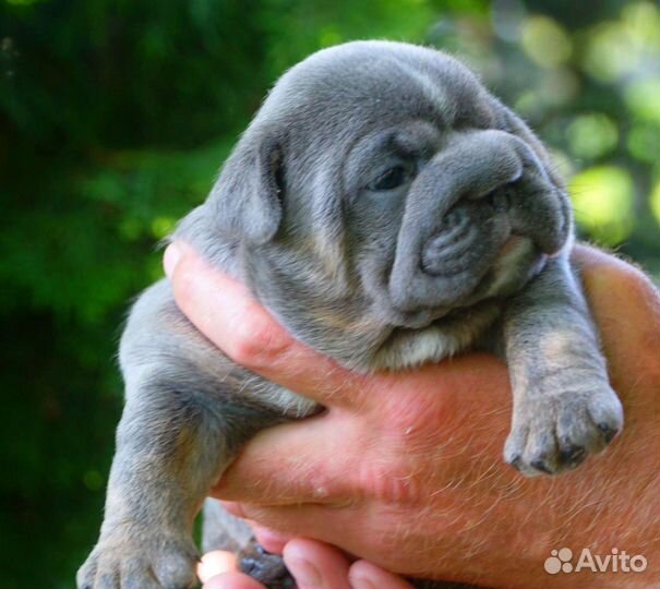 Английский бульдог,шикарные девочки