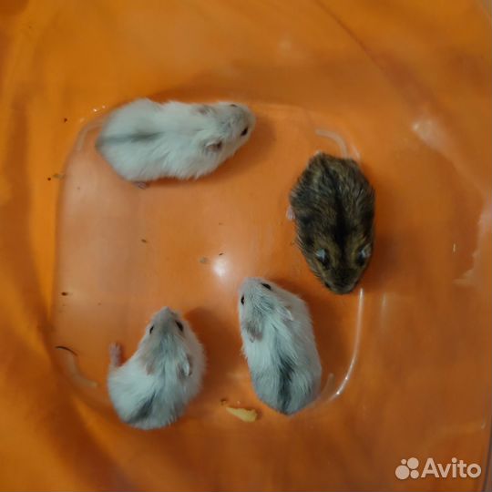 Джунгарский хомяк