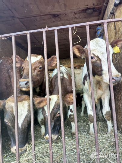 Продаю своих телят