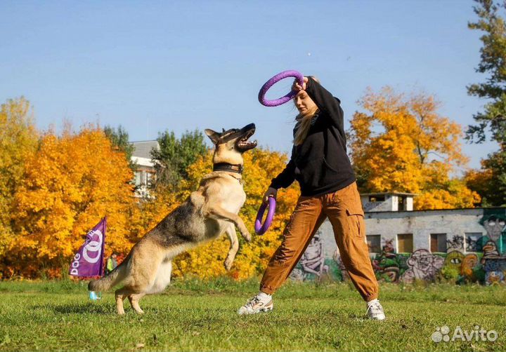 Дрессировка и обучение собак