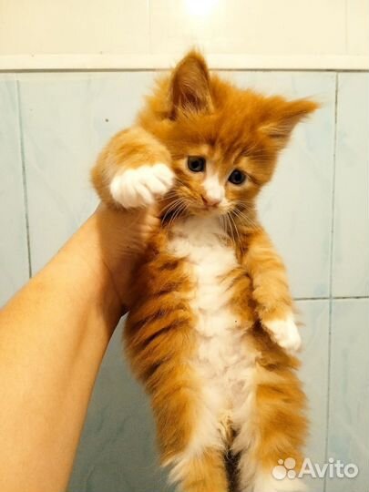 Мей-кун котёнок