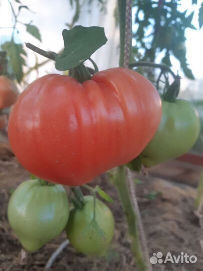Помидоры