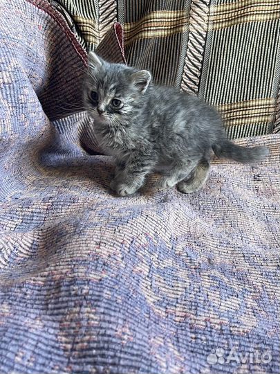 Кошка в дар