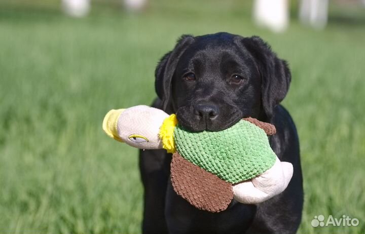Щенки лабрадора, суки