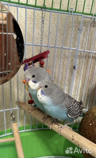 Птенцы волнистых попугаев