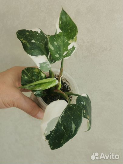 Филодендроны белая и розовая принцесса