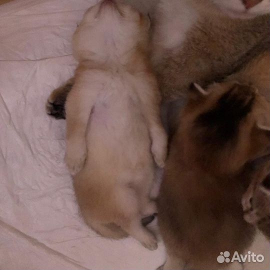 Котята в золотом окрасе