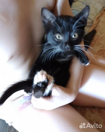 Китти ищет дом