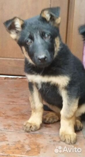 Немецкая овчарка