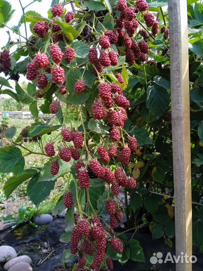 Саженцы ежевики Крупноплодной