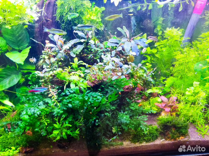 Аквариумные растения