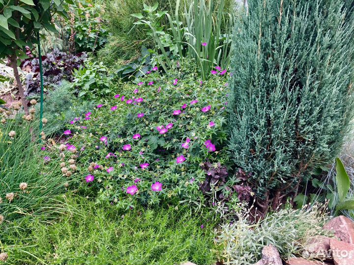 Монарда и эстрагон(тархун)