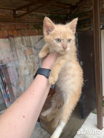 Котик бесплатно