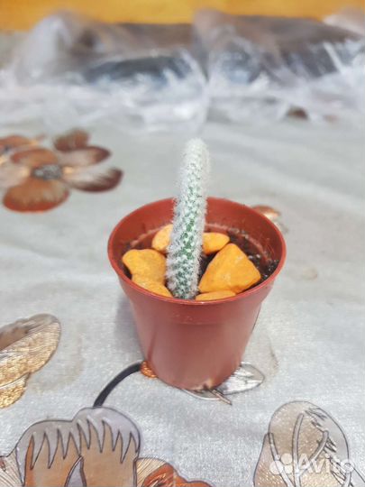 Кактусы и суккуленты