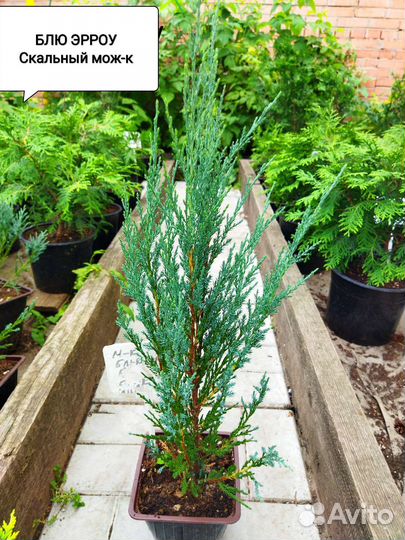 Ель Голубая, можжевельник Блю Эрроу