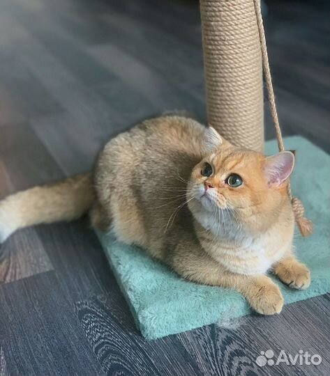 Кот вязка золотая шиншилла