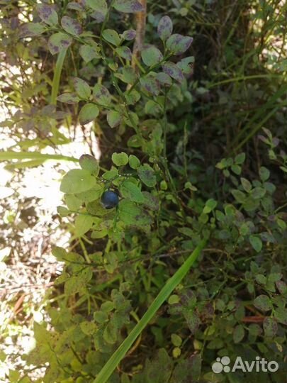 Черника, Грибы белые, боровики