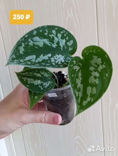 Сциндапсус пиктус (расписной)