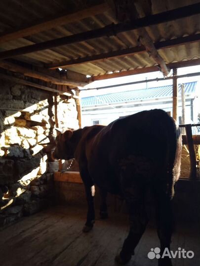 Бык на откорме