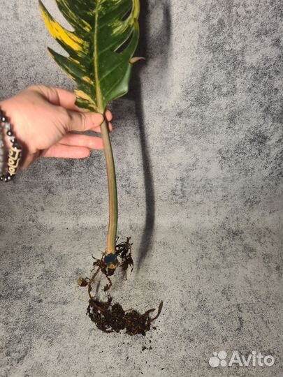 Филодендрон Карамель Марбл вар