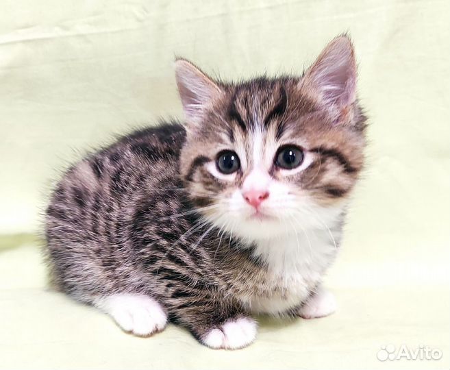 Розовоносое чудо 1, 5 мес