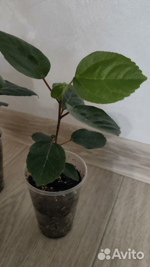 Ростки сортового гибискуса