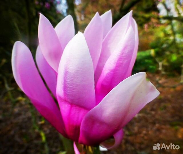 Соландра, магнолии