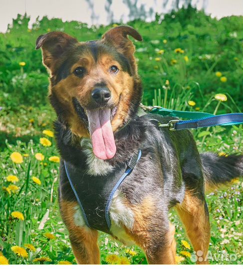 Метис зенненхунда Илюша хочет домой из приюта