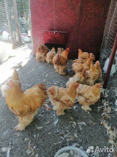 Семья кохинхин палевый