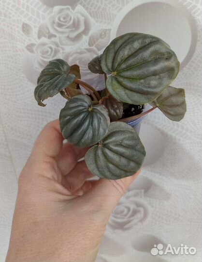 Домашние цветы