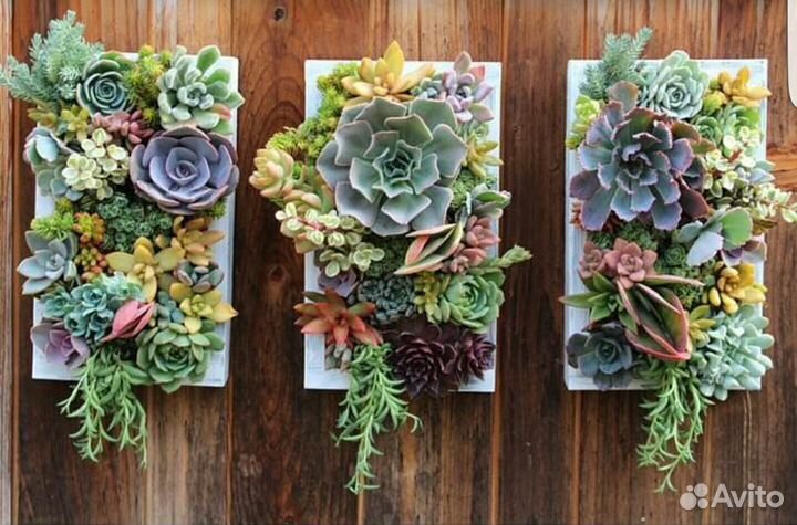 Кашпо с суккулентами