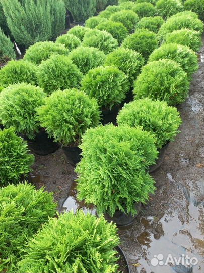Туя шаровидная Даника,Вудварди