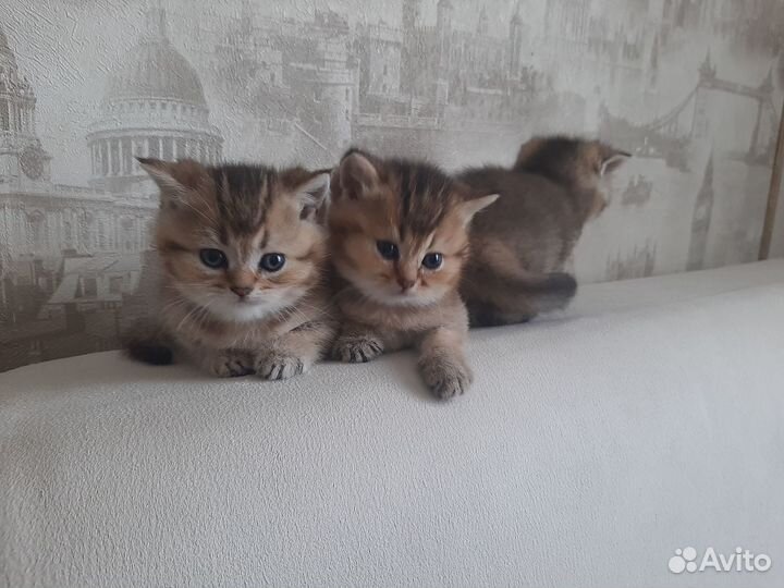 Британские котята